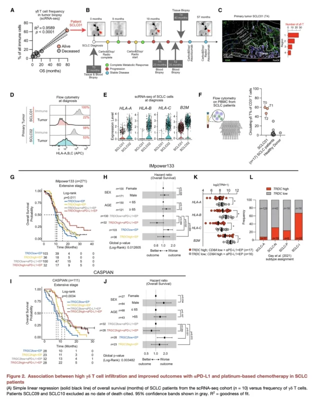 γδ T Cells Reveal an MHC-Independent Immune Vulnerability in Small Cell Lung Cancer 3 γδ T Cells