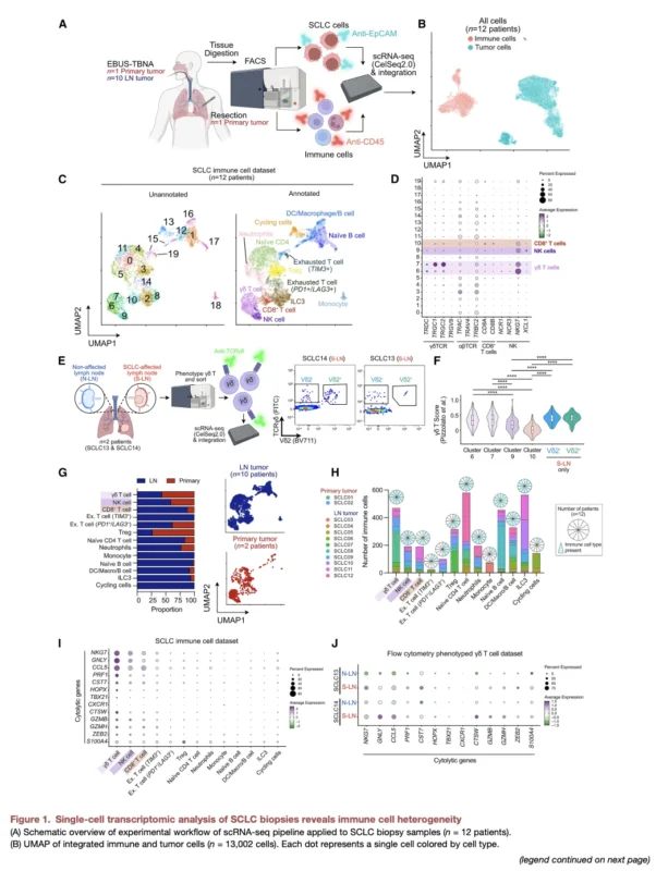 γδ T Cells Reveal an MHC-Independent Immune Vulnerability in Small Cell Lung Cancer 2 γδ T Cells