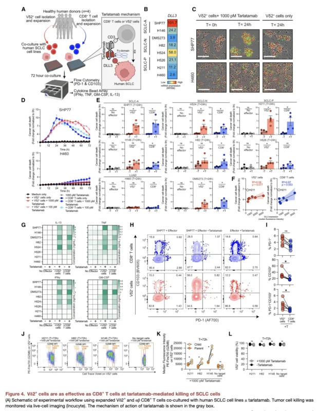 γδ T Cells Reveal an MHC-Independent Immune Vulnerability in Small Cell Lung Cancer 5 γδ T Cells