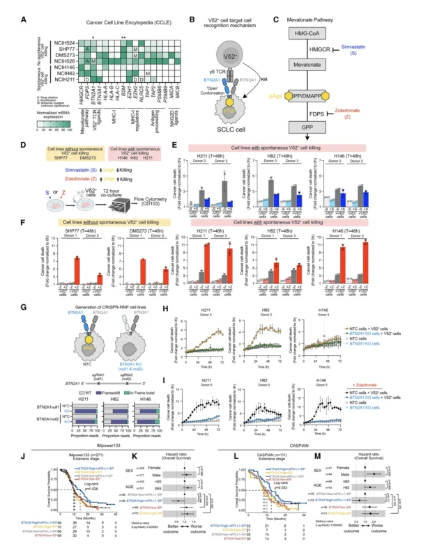 γδ T Cells Reveal an MHC-Independent Immune Vulnerability in Small Cell Lung Cancer 6 γδ T Cells