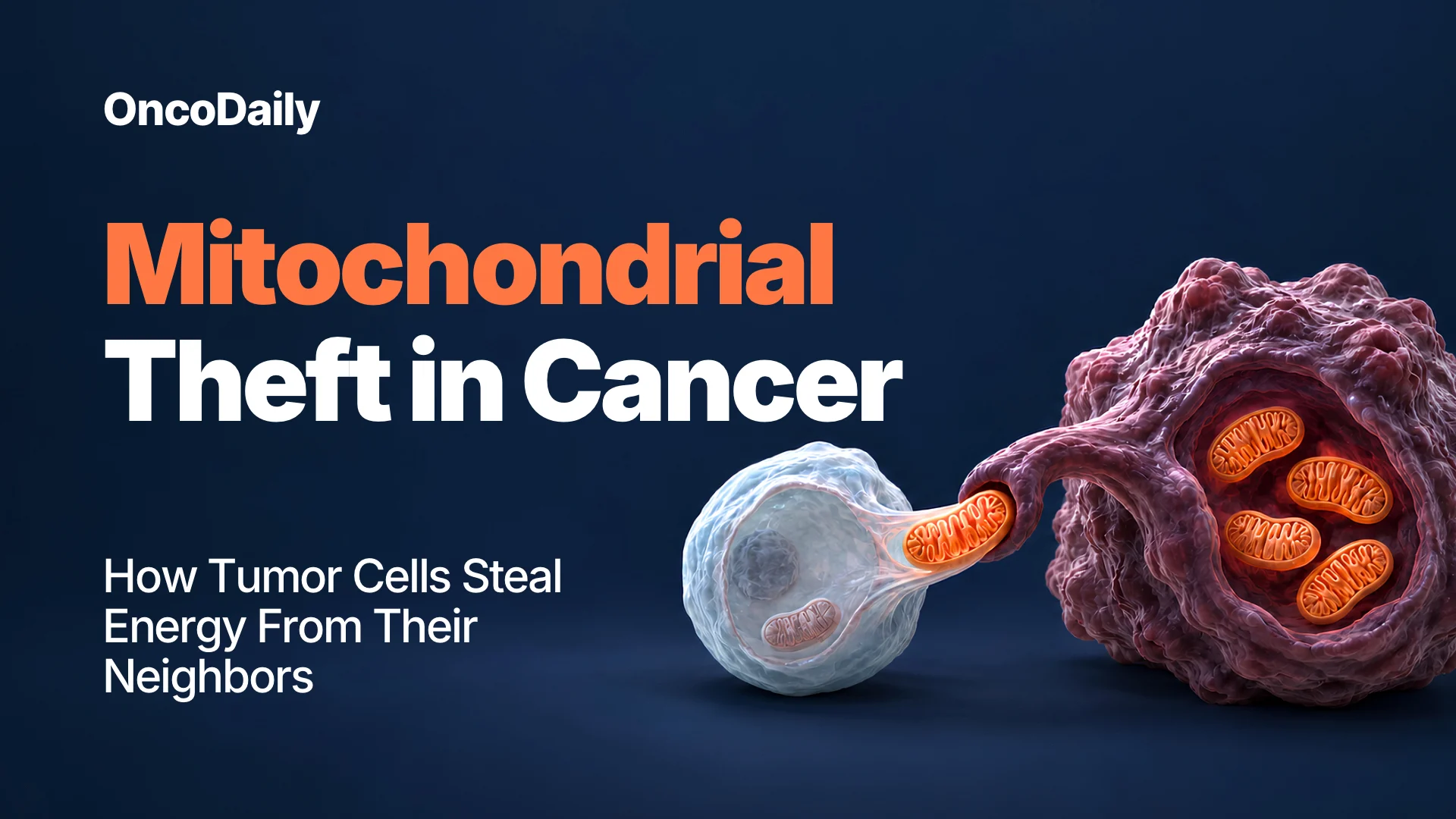 Mitochondrial Theft in Cancer: How Tumor Cells Steal Energy From Their Neighbors