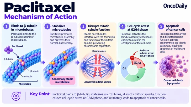 Paclitaxel: Understanding Its Mechanism, Dosing, and Clinical Role in Cancer 9 Paclitaxel OncoDaily