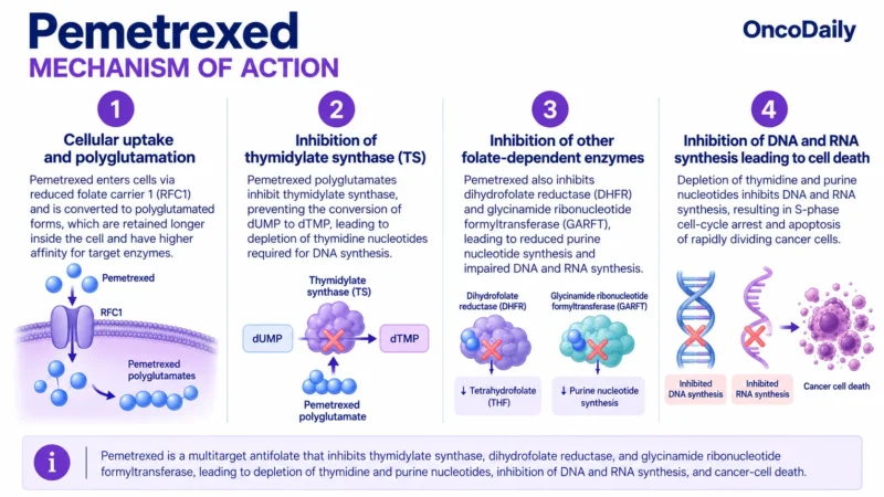 Pemetrexed: Understanding Its Mechanism, Dosing, and Clinical Role 17 Pemetrexed