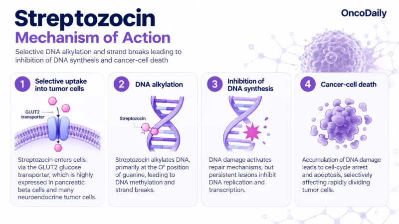 Streptozocin: Understanding Its Mechanism, Dosing, and Clinical Role 17 Streptozocin