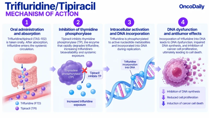 Trifluridine/tipiracil: Understanding Its Mechanism, Dosing, and Clinical Role 17 Trifluridine:Tipiracil OncoDaily