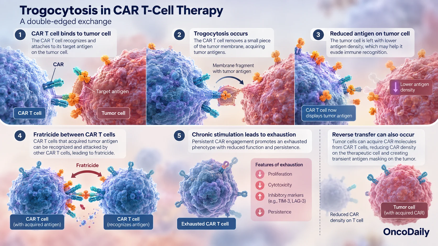 Trogocytosis in Cancer: How Cells Steal Each Other’s Proteins and Escape Immunotherapy