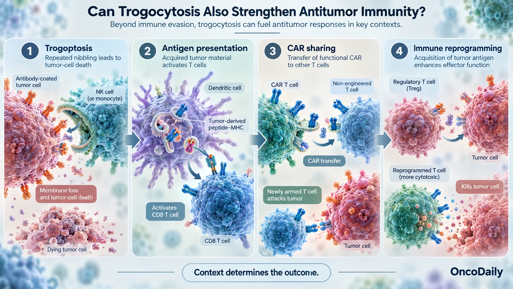 Trogocytosis in Cancer: How Cells Steal Each Other’s Proteins and Escape Immunotherapy