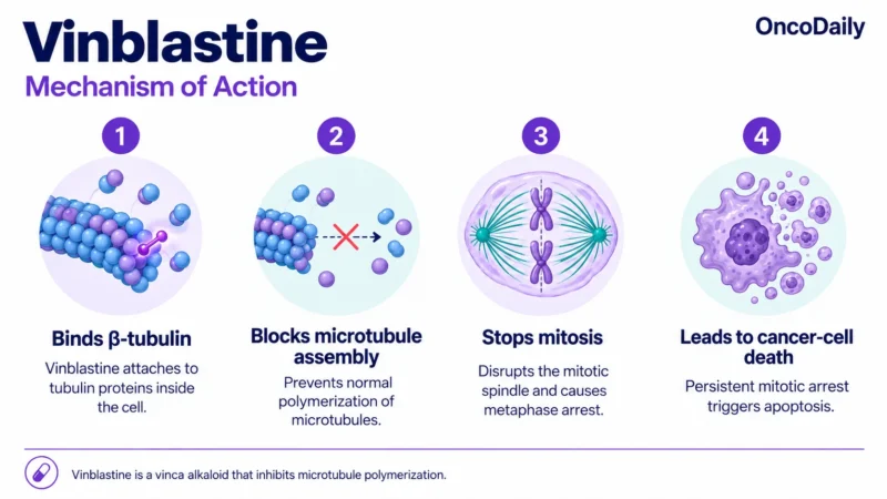 Vinblastine: Understanding Its Mechanism, Dosing, and Clinical Role in Cancer 9 Vinblastine OncoDaily