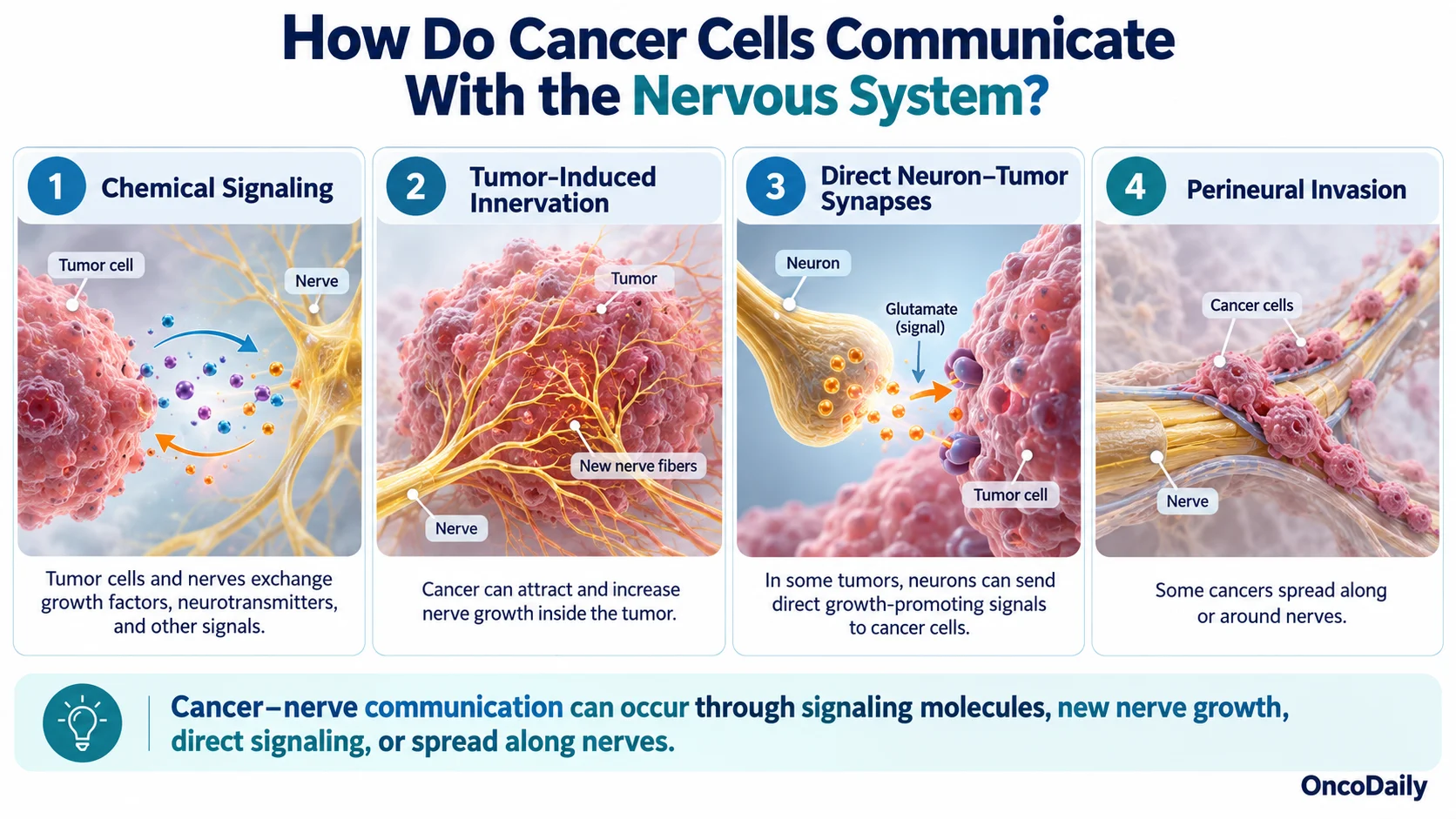 Cancer and the Brain: How Tumors Hijack Neural Signals to Fuel Tumor Growth