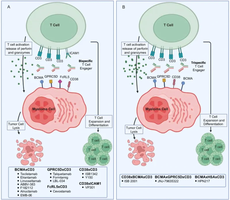 Etentamig and the Next Wave of Immune Engagers in Multiple Myeloma