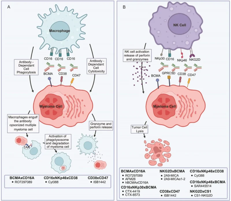 Etentamig and the Next Wave of Immune Engagers in Multiple Myeloma