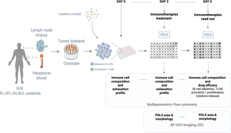Can 3D Ex Vivo Lymphoma Spheroids Predict Immunotherapy Response? 5 Can 3D Ex Vivo Lymphoma Spheroids Predict Immunotherapy Response?