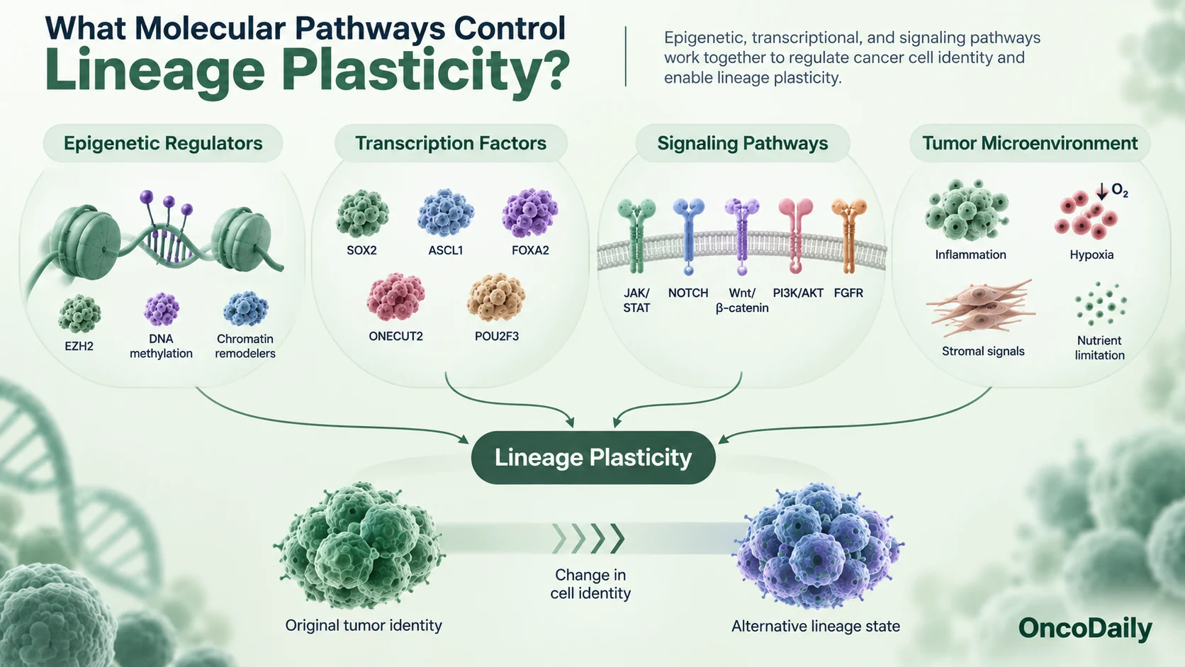 Lineage Plasticity in Cancer: How Tumors Change Identity and Resist Therapy 8 Lineage Plasticity in Cancer: How Tumors Change Identity and Resist Therapy