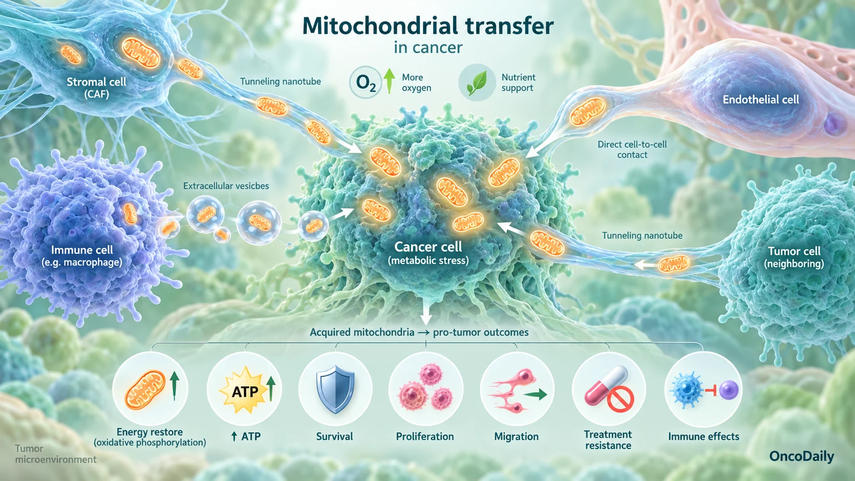 Mitochondrial Theft in Cancer: How Tumor Cells Steal Energy From Their Neighbors