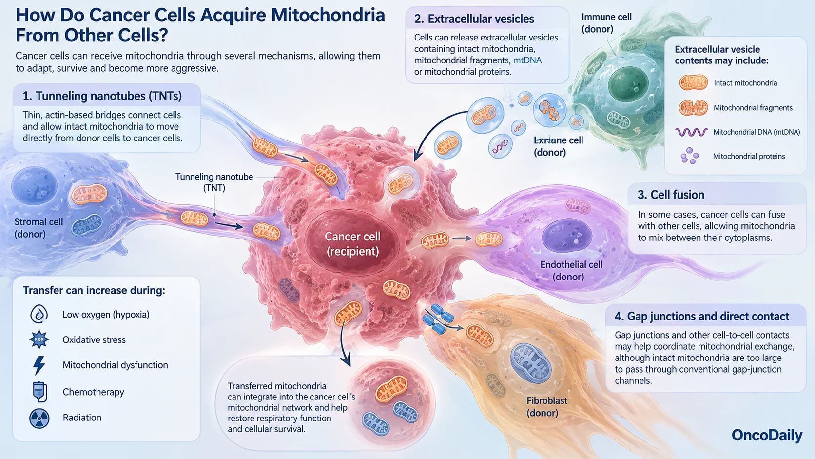 Mitochondrial Theft in Cancer: How Tumor Cells Steal Energy From Their Neighbors