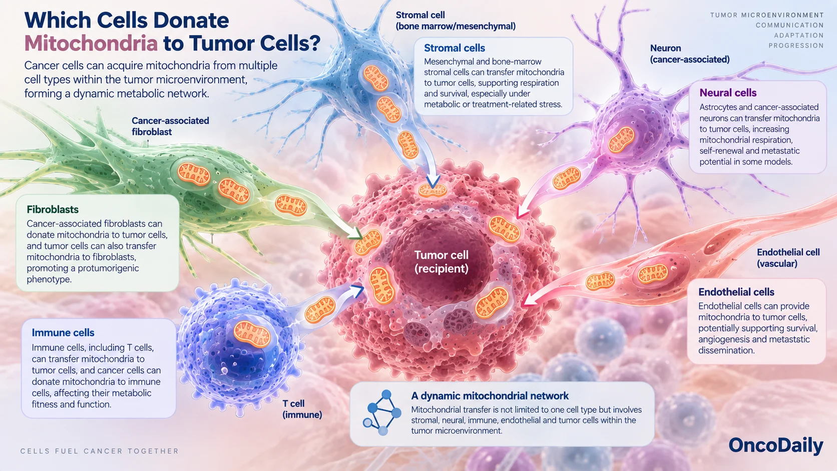 Mitochondrial Theft in Cancer: How Tumor Cells Steal Energy From Their Neighbors