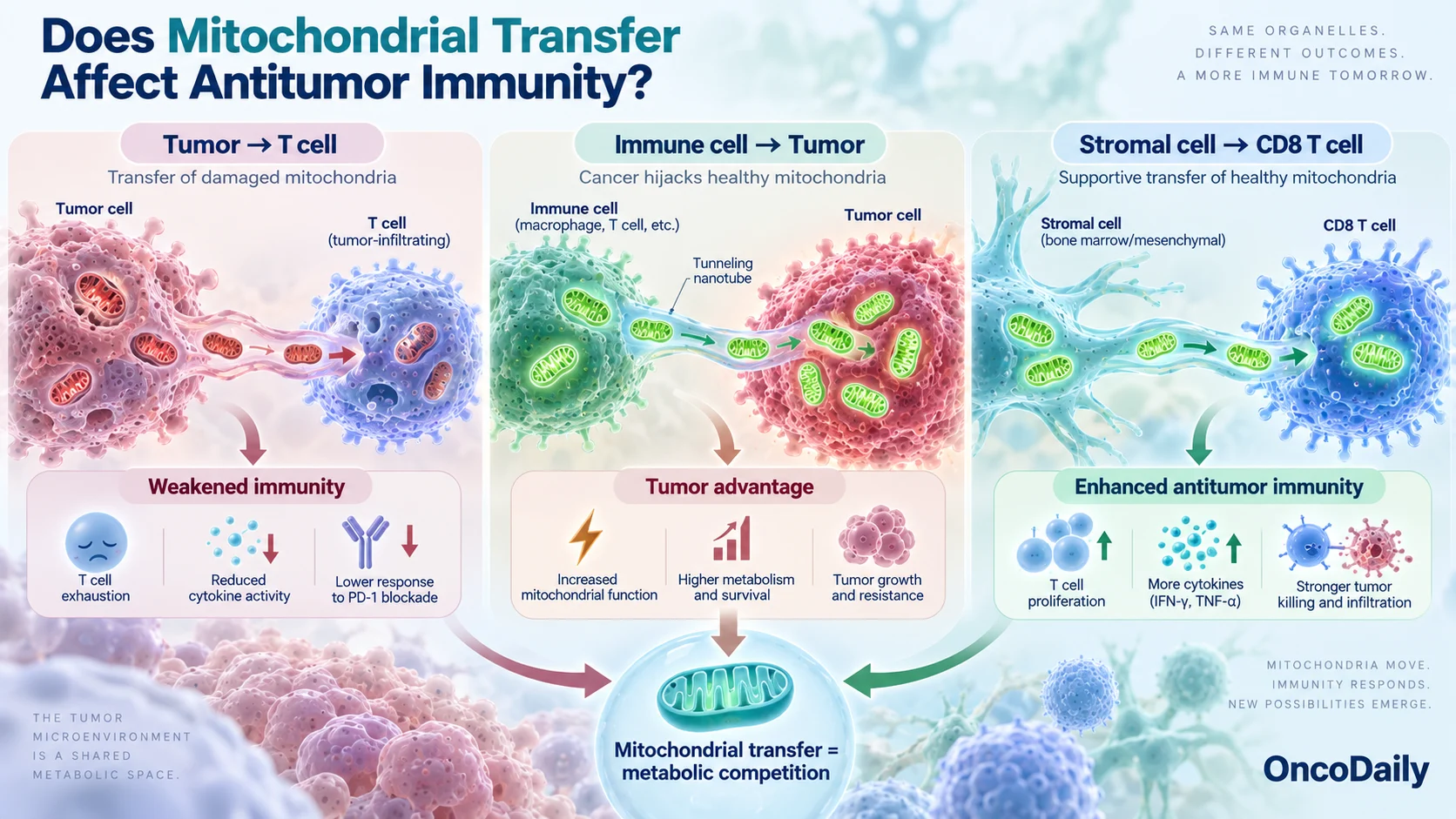 Mitochondrial Theft in Cancer: How Tumor Cells Steal Energy From Their Neighbors