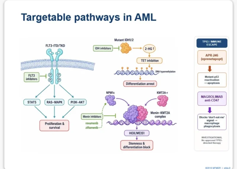 Talha Badar: Precision Medicine in Myeloid Neoplasms - Are We There Yet? 2 Talha Badar: Precision Medicine in Myeloid Neoplasms - Are We There Yet?