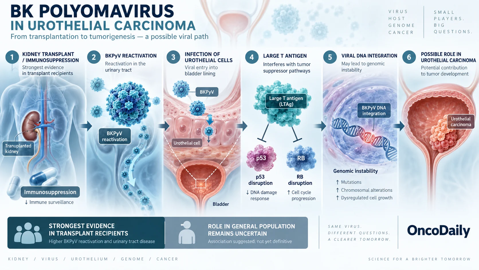 The Viral Side of Bladder Cancer: BK Polyomavirus, HPV, and Urothelial Carcinoma