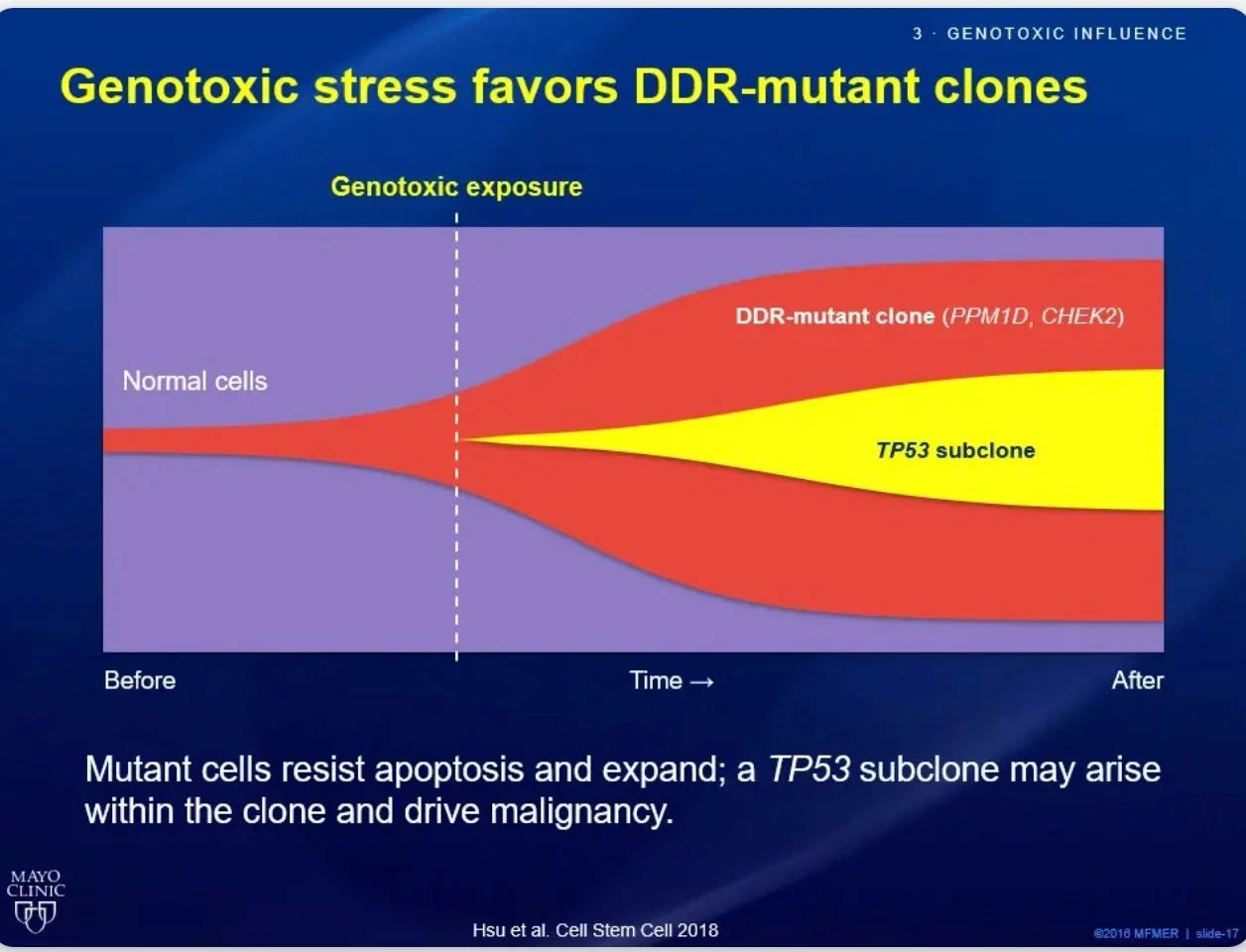 Talha Badar: How Genotoxic Stress Influences the Selection and Evolution of DDR Pathway-Mutated Hematopoietic Clones