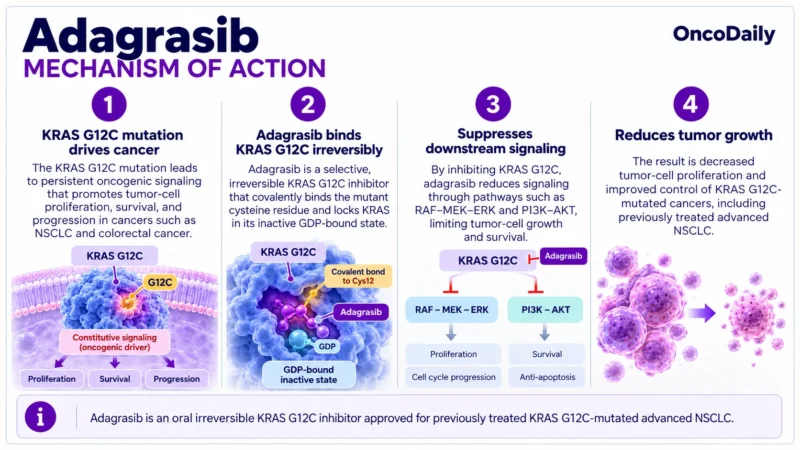 Adagrasib (Krazati; MRTX849): Understanding Its Mechanism, Dosing, Clinical Uses, and Role in KRAS G12C-Mutated Cancers 1 Adagrasib OncoDaily