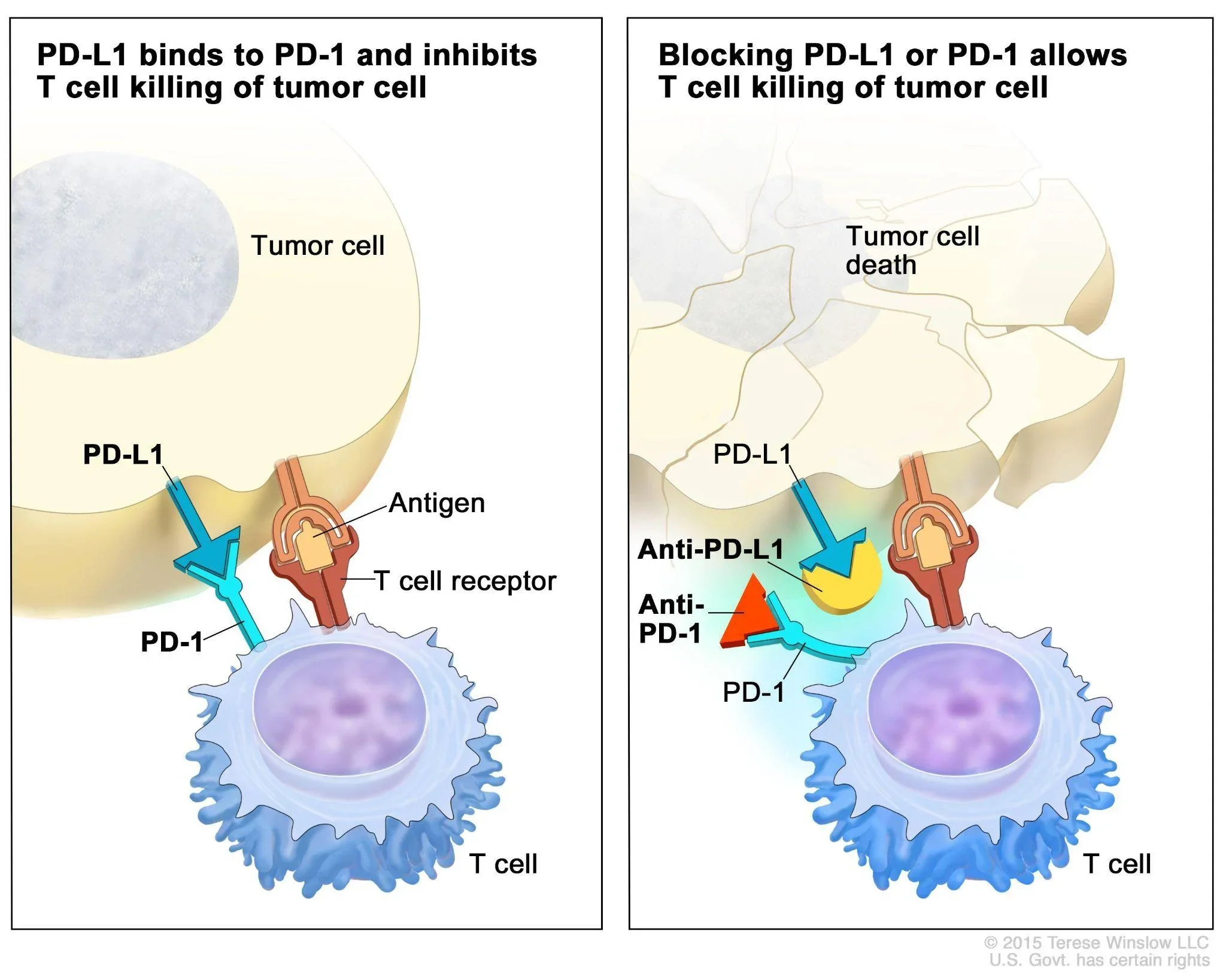 Pembrolizumab: What Determines Response to PD-1 Blockade?