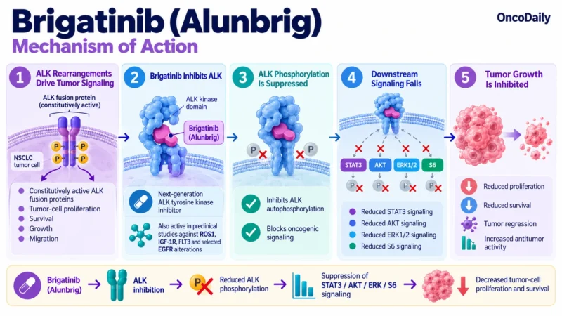 Brigatinib (Alunbrig): Understanding Its Mechanism, Dosing, Clinical Uses, and Role in ALK-Positive Lung Cancer 9 Brigatinib OncoDaily