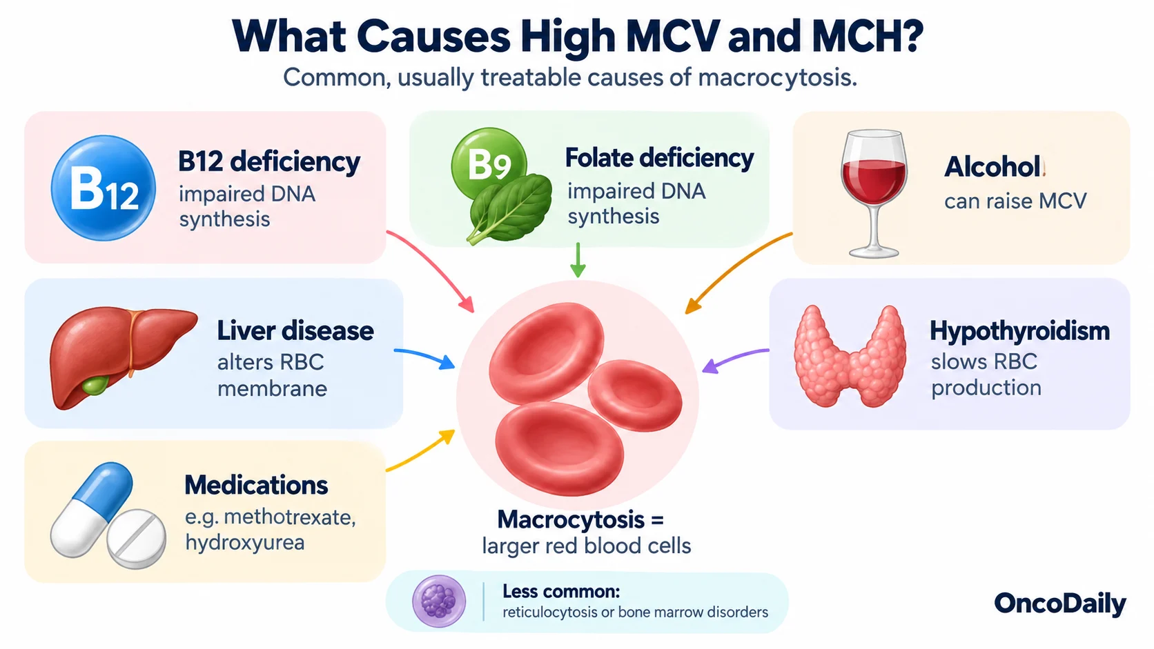High MCV and MCH and Cancer: Do Elevated Blood Test Levels Mean Cancer?