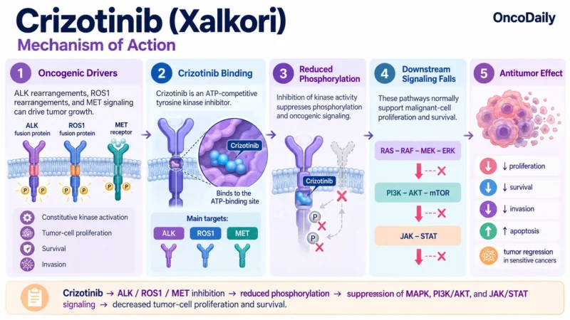 Crizotinib (Xalkori): Understanding Its Mechanism, Dosing, Clinical Uses, and Role in ALK- and ROS1-Positive Cancers 9 Crizotinib OncoDaily