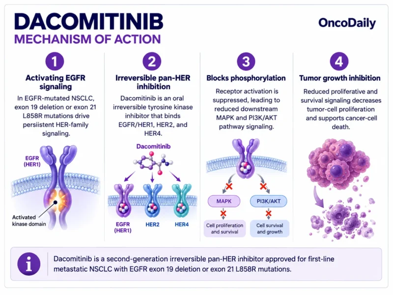 Dacomitinib (Vizimpro): Understanding Its Mechanism, Dosing, and Clinical Role in EGFR-Mutated Lung Cancer 9 Dacomitinib OncoDaily