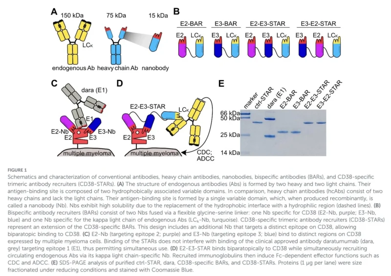 Myeloma Paper of the Day, October 12th, Suggested by Robert Orlowski