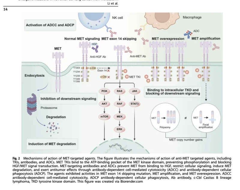 NSCLC