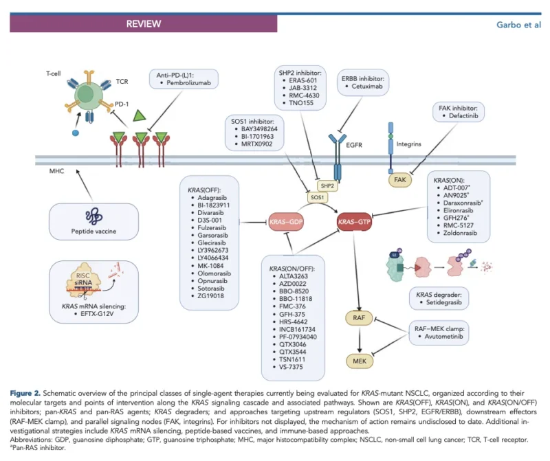 KRAS Mutant NSCLC in 2026: From G12C Inhibition to RAS(ON), Pan-RAS and Combination Strategies 3 KRAS