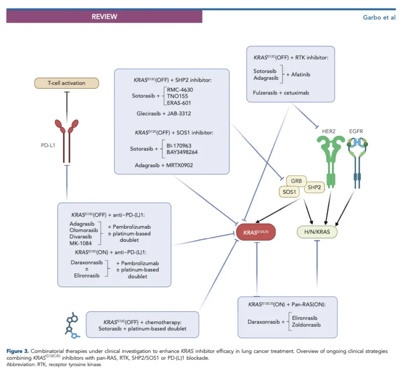 KRAS Mutant NSCLC in 2026: From G12C Inhibition to RAS(ON), Pan-RAS and Combination Strategies 4 KRAS