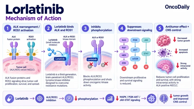 Lorlatinib(Lorbrena): Understanding Its Mechanism, Dosing, Clinical Uses, and Role in ALK-Positive Lung Cancer 9 Lorlatinib OncoDaily