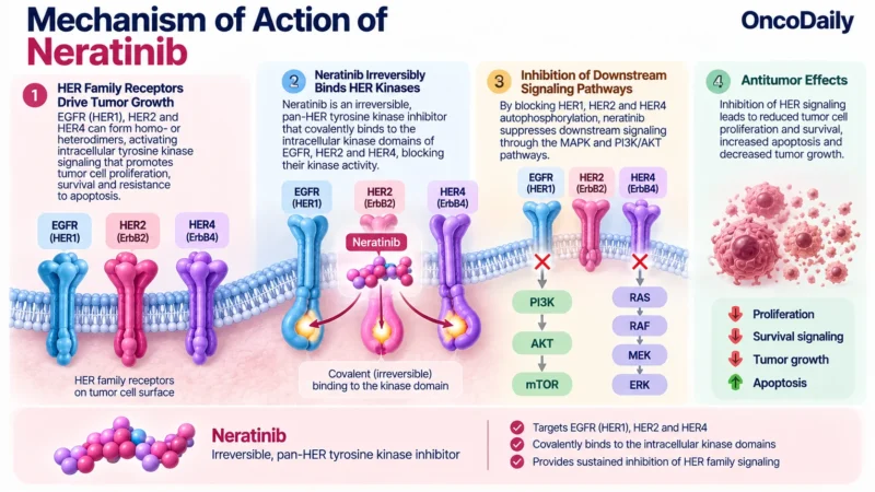 Neratinib (Nerlynx): Understanding Its Mechanism, Dosing, Clinical Uses, and Role in HER2-Positive Breast Cancer 1 Neratinib OncoDaily