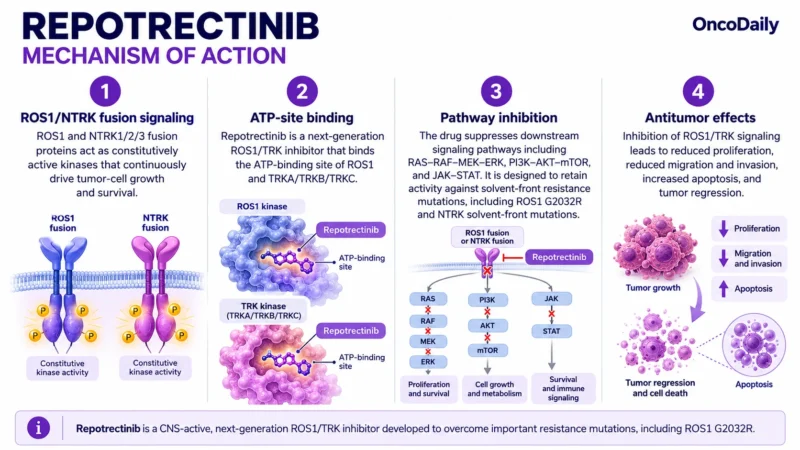 Repotrectinib (Augtyro): Understanding Its Mechanism, Dosing, Clinical Uses, and Role in ROS1-Positive NSCLC and NTRK Fusion-Positive Tumors 9 Repotrectinib OncoDaily