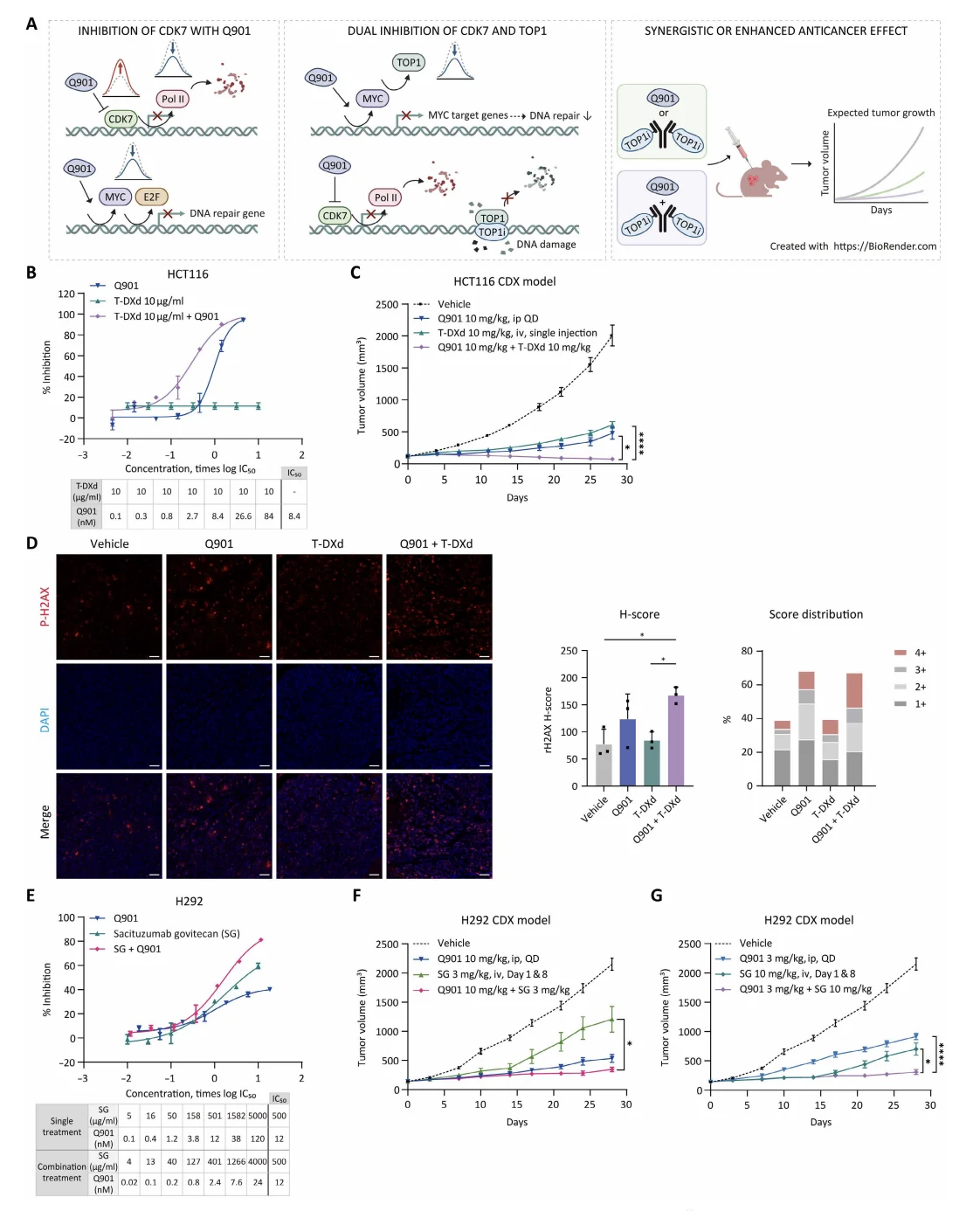 New Paper Alert: Qurient Reports Mocaciclib Synergy With TOP1-Based ADCs in Science Advances Study 2 New Paper Alert: Qurient Reports Mocaciclib Synergy With TOP1-Based ADCs in Science Advances Study