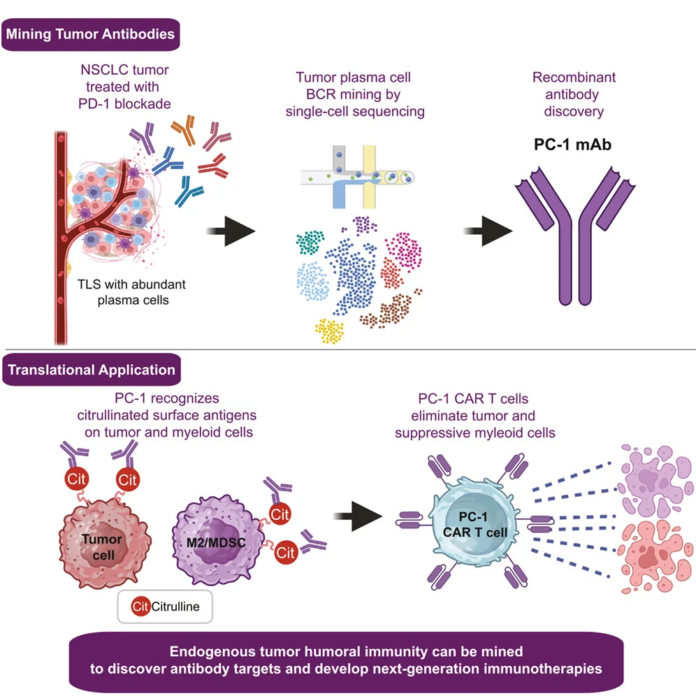 Can the Tumor’s Own B Cells Reveal the Next Immunotherapy Target? 2 B Cells