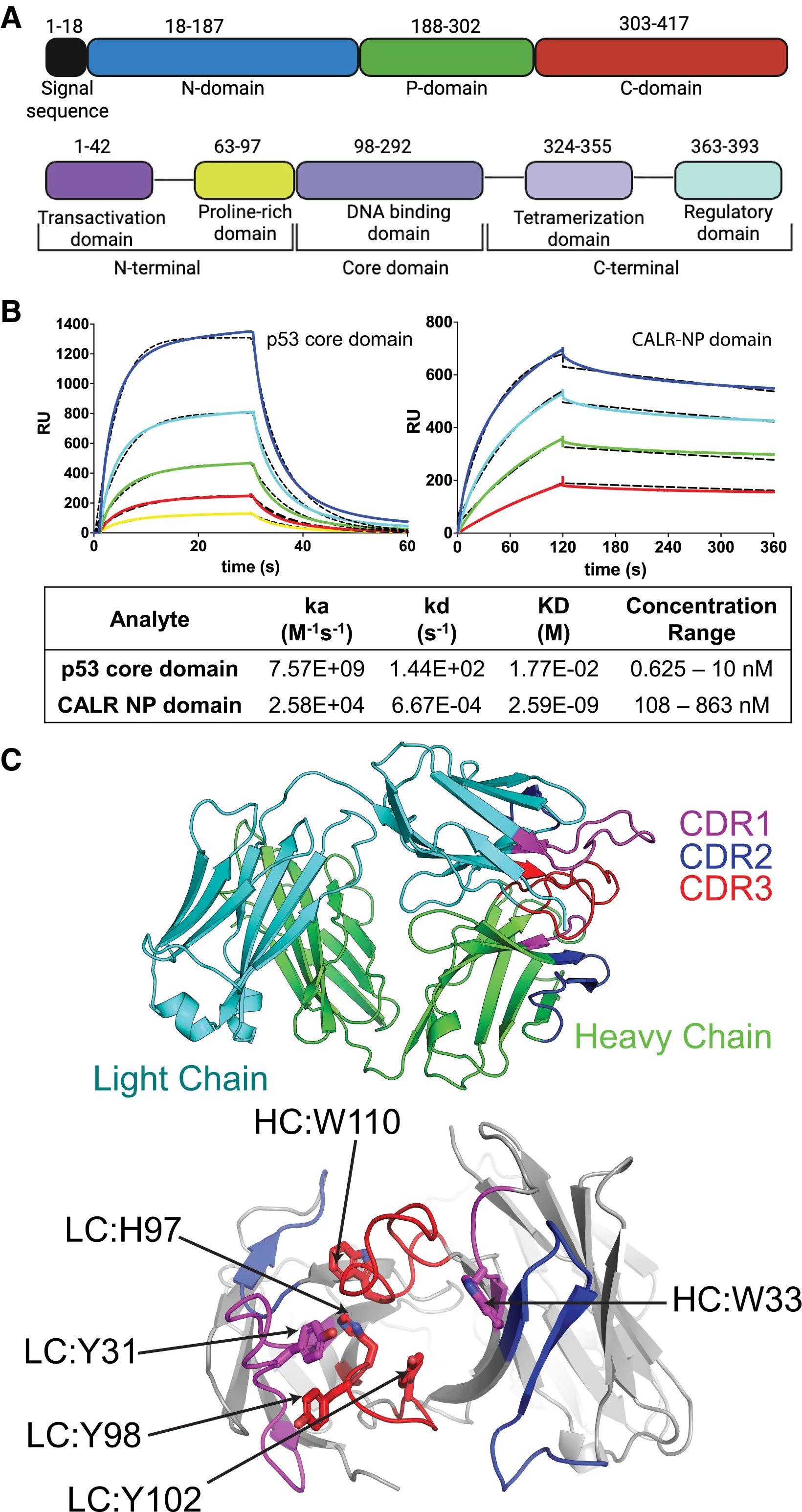 Can the Tumor’s Own B Cells Reveal the Next Immunotherapy Target? 3 B Cells