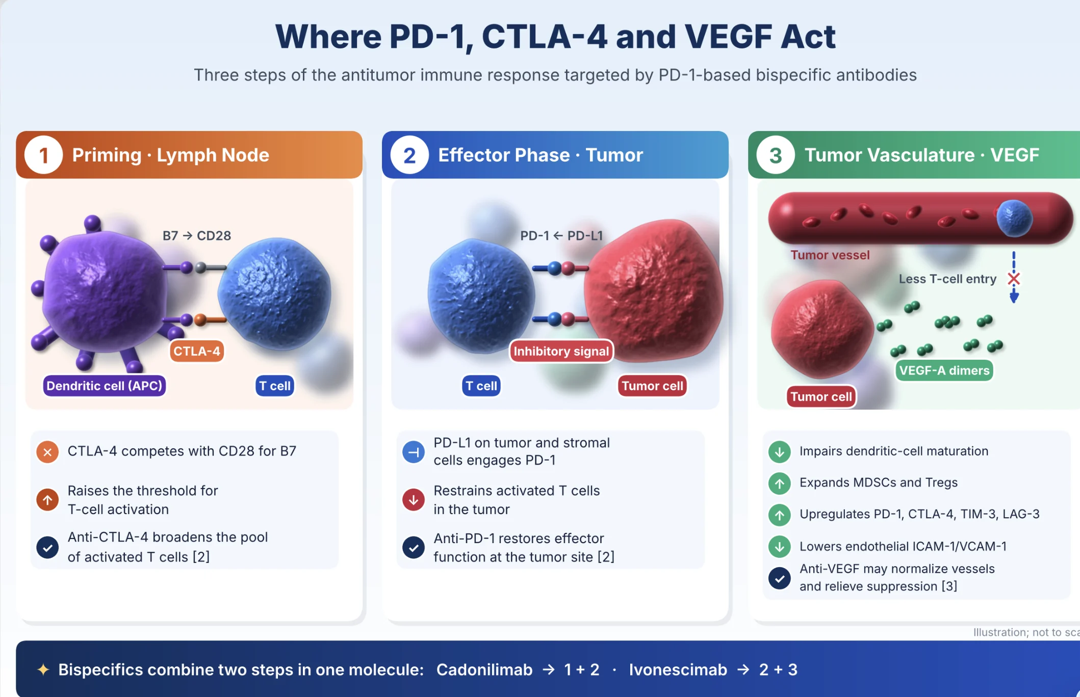 PD-1 Bispecific Antibodies: One Molecule or Two Drugs? 2 PD-1 Bispecific Antibodies: One Molecule or Two Drugs?